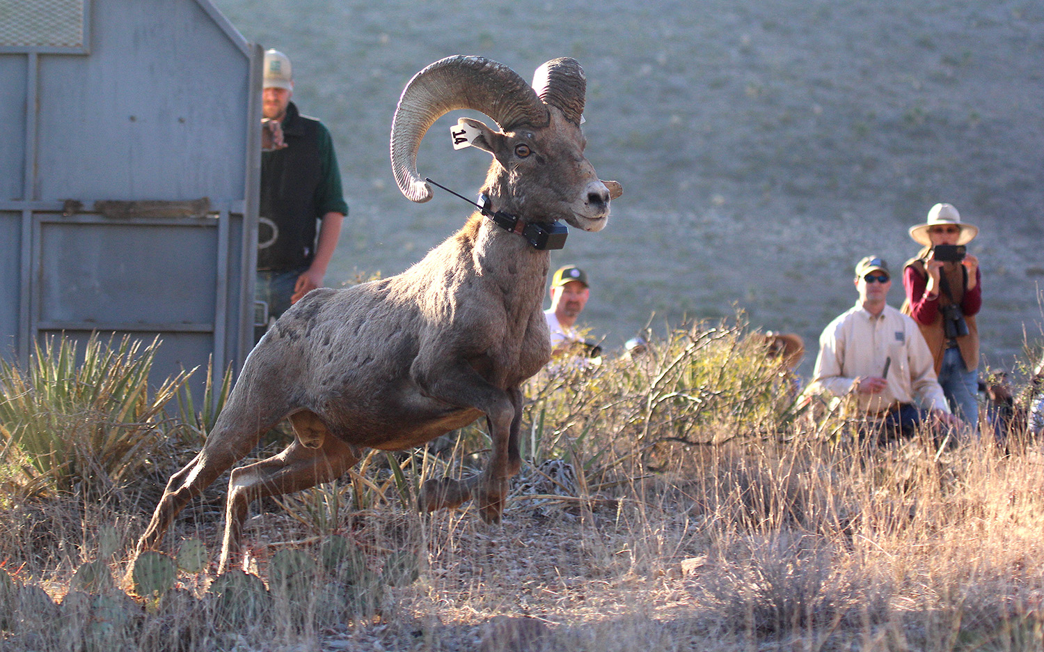 Big Ram Number 14 Jumping From Trailer at Franklin Mountains Translocation. Courtesy Chester Moore Big Ram Number 14 Jumping From Trailer at Franklin Mountains Translocation. Courtesy Chester Moore